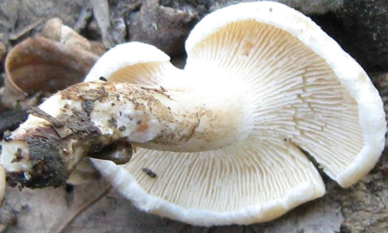 Funghi del Padule di Fucecchio